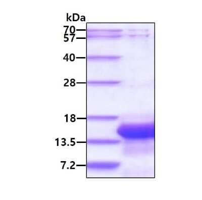 SDS-Page: Recombinant Human IER3 His Protein [NBP2-23130] - 3ug by SDS-PAGE under reducing condition and visualized by coomassie blue stain.